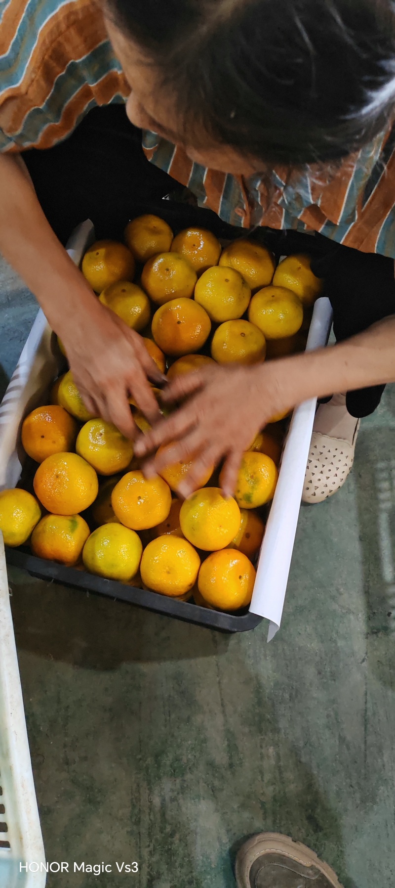 湖北精品蜜橘大量供应各大市场电商平台社区团购进出口贸易