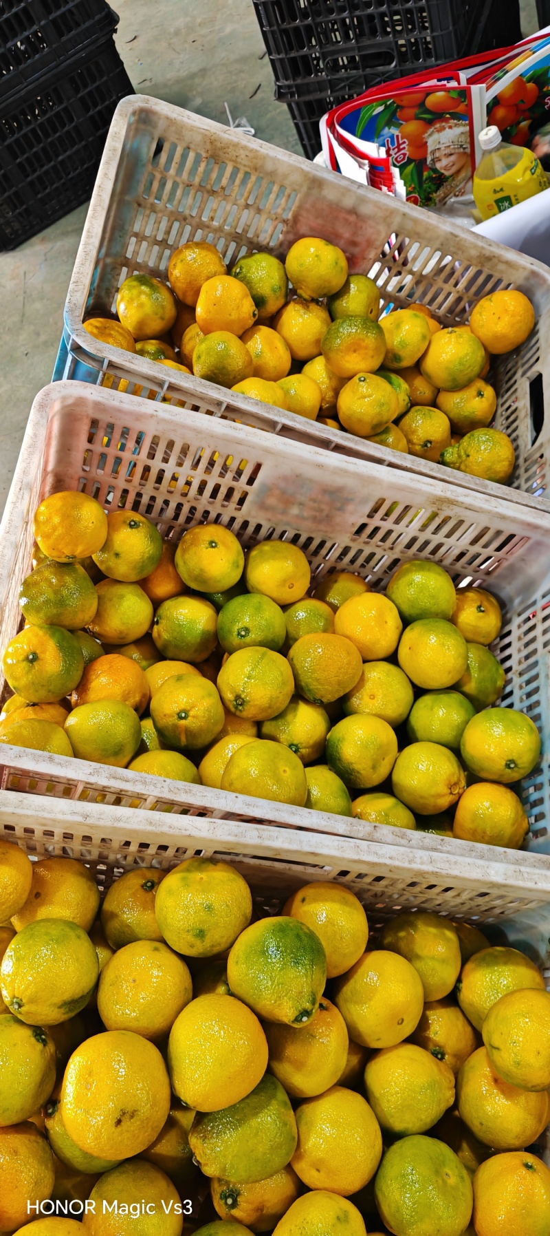 湖北精品蜜橘大量供应各大市场电商平台社区团购进出口贸易