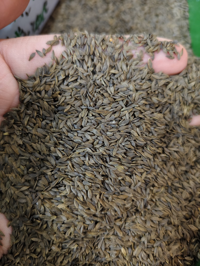 生菜子新货干净无杂质黑白生菜籽批发零售量大优惠