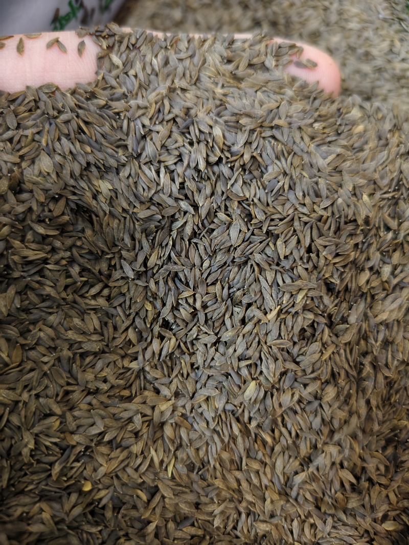 生菜子新货干净无杂质黑白生菜籽批发零售量大优惠