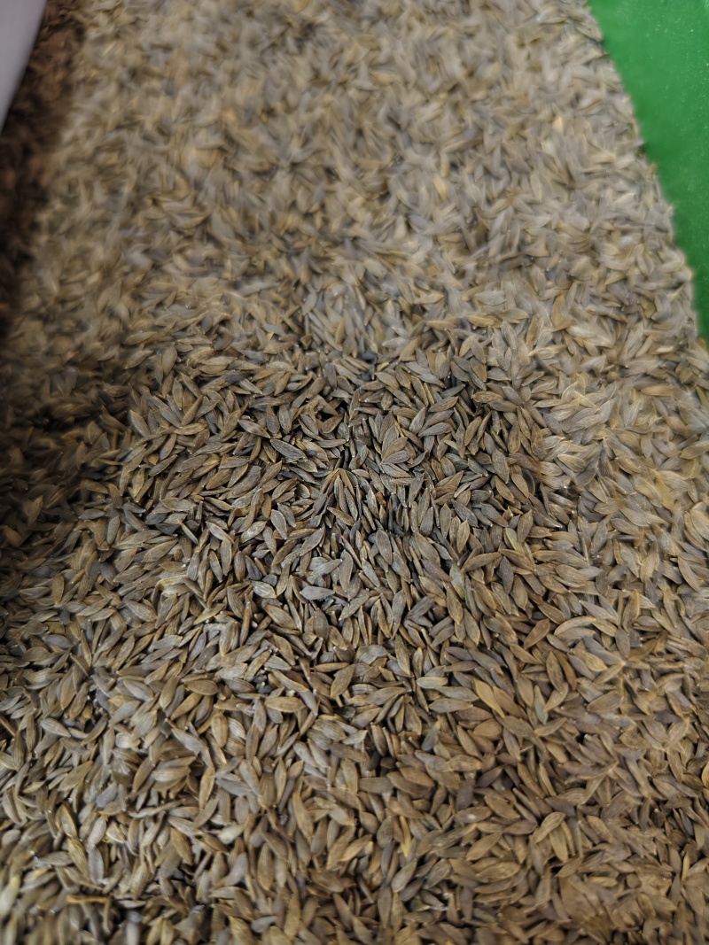 生菜子新货干净无杂质黑白生菜籽批发零售量大优惠