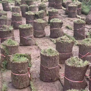 草皮