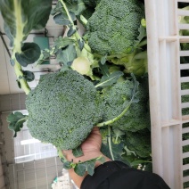 山西文水西兰花大量上市价格不高