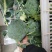 山西文水西兰花大量上市价格不高
