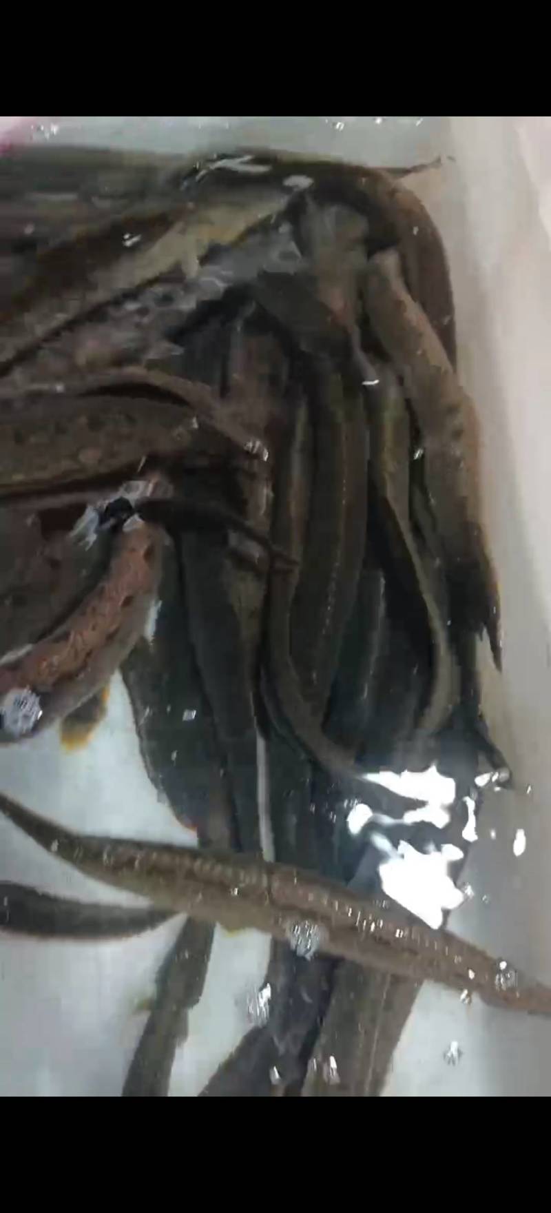 养殖刀鳅批发零售3-5两每条