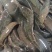 养殖刀鳅批发零售3-5两每条