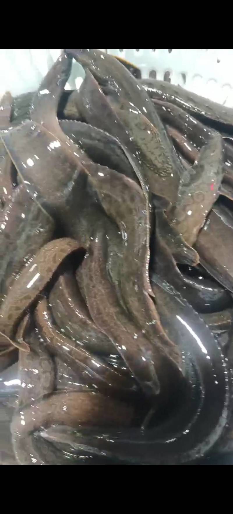 养殖刀鳅批发零售3-5两每条