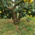 柑橘古桩树，品种有红美人，耙耙柑。可以视频看货