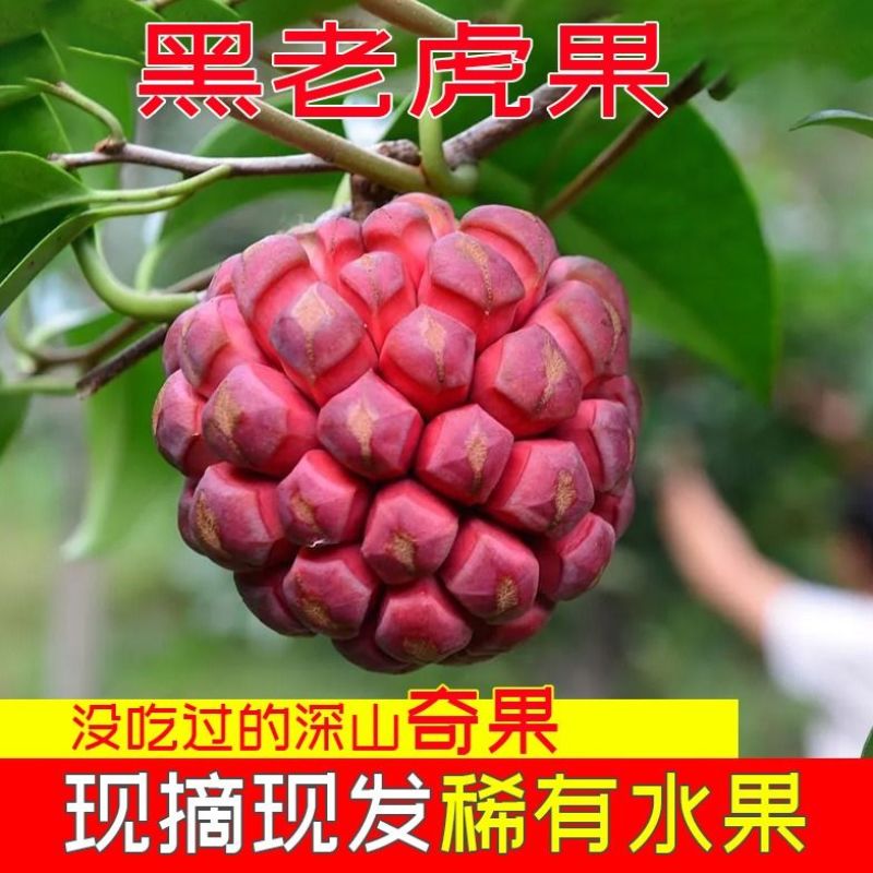 云南黑老虎大量上市