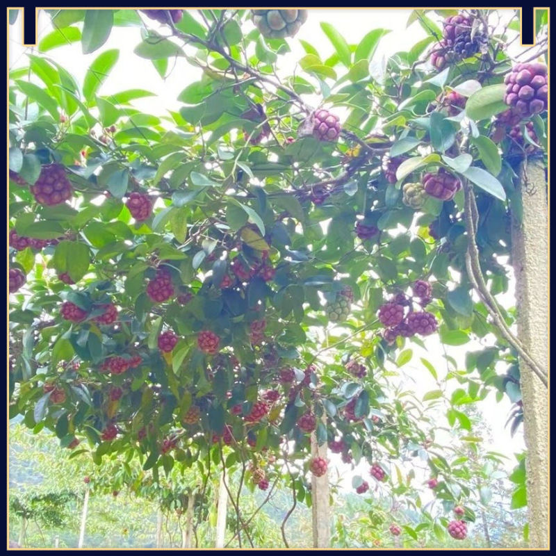 云南黑老虎大量上市