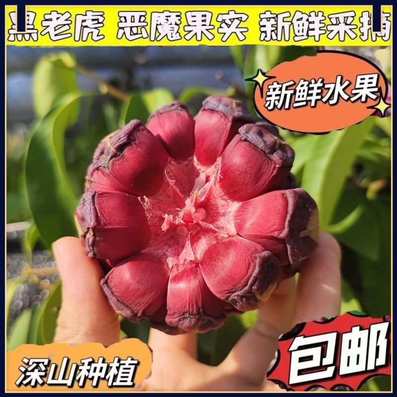 云南黑老虎大量上市