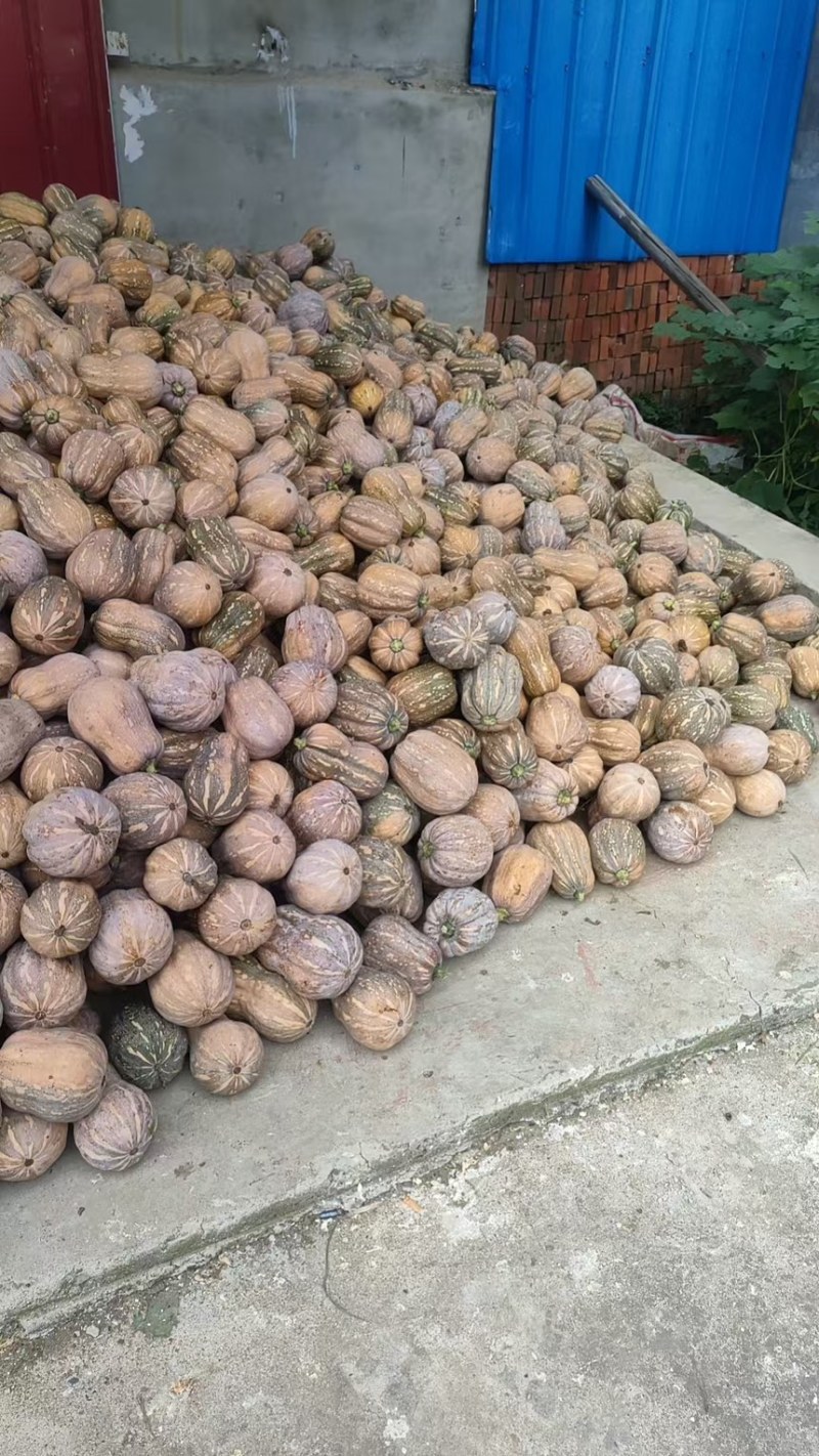 南瓜金香南瓜花生南瓜现摘现发一手货源欢迎咨询