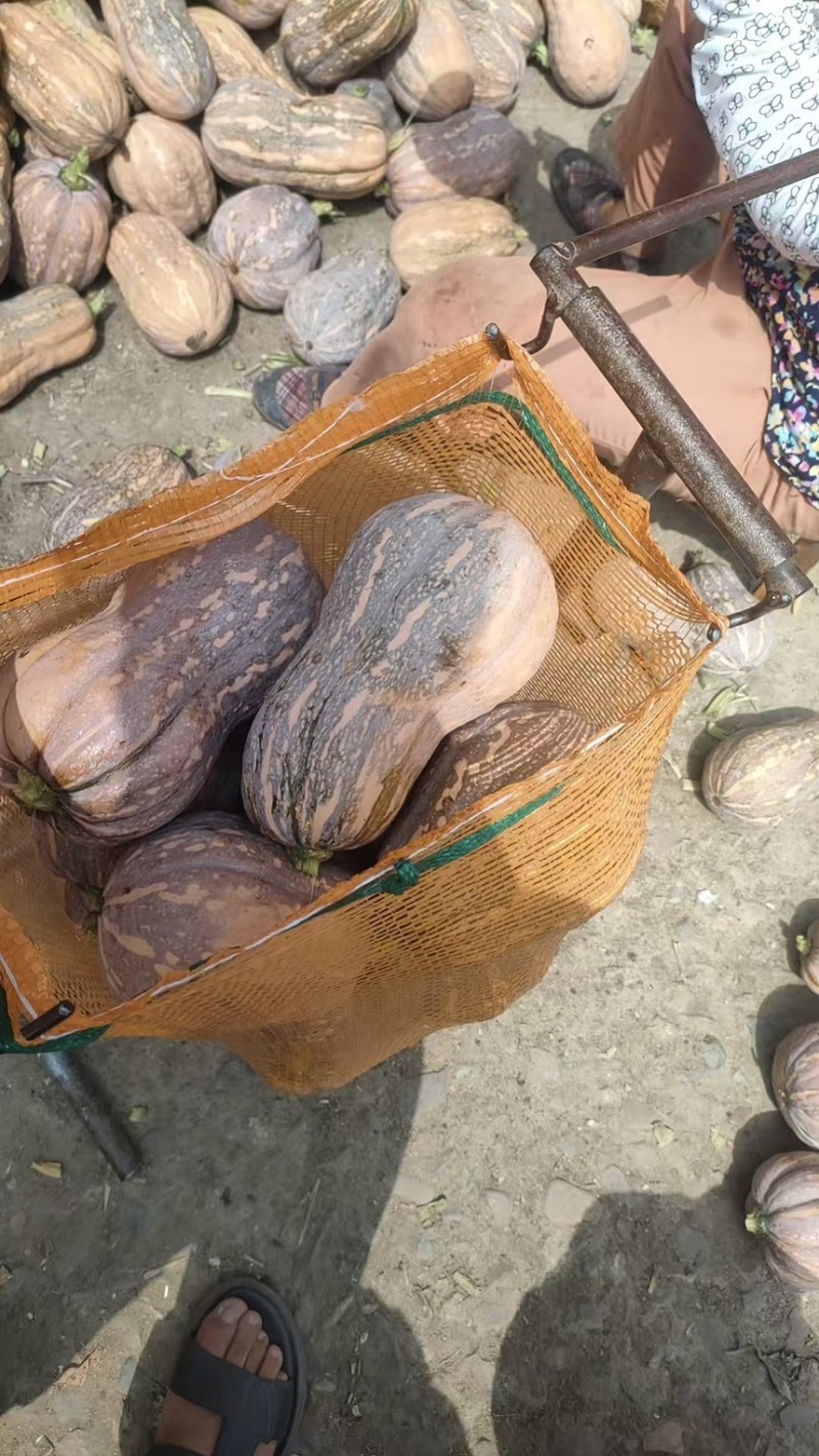 南瓜金香南瓜花生南瓜现摘现发一手货源欢迎咨询