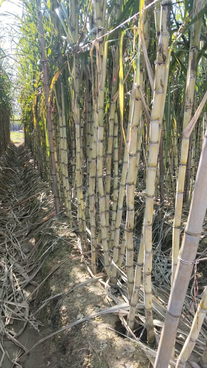 超靓白玉甘蔗