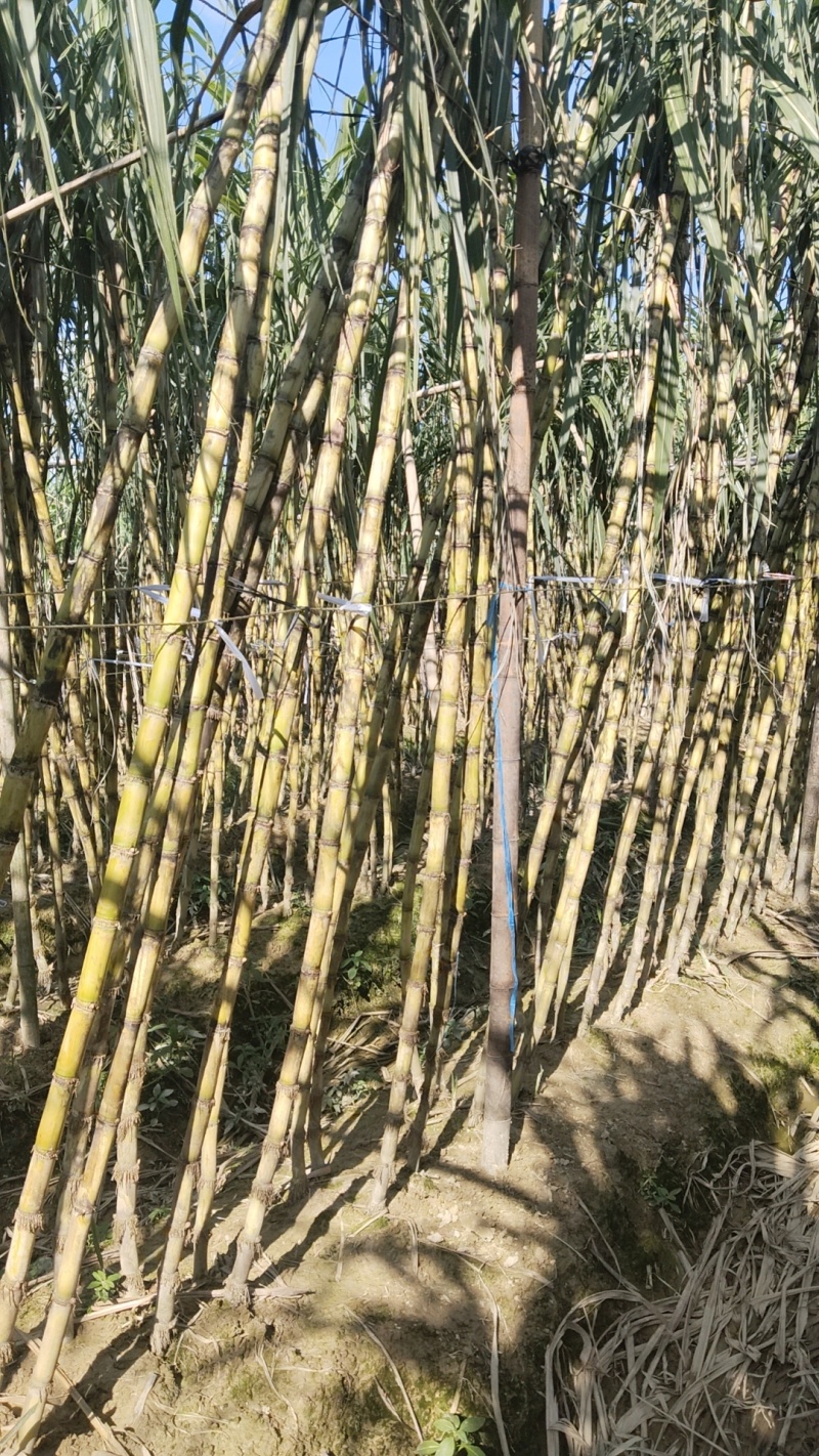 超靓白玉甘蔗