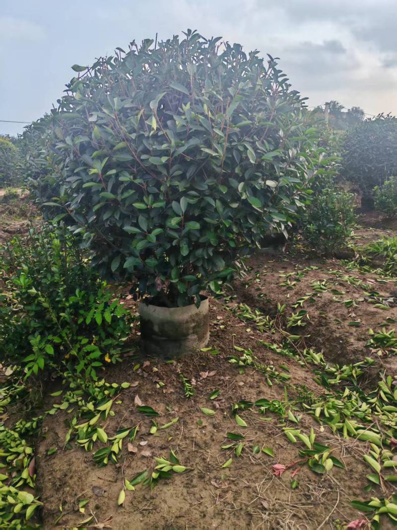 苗圃大量出售冠幅100-180厘米红叶石楠球
