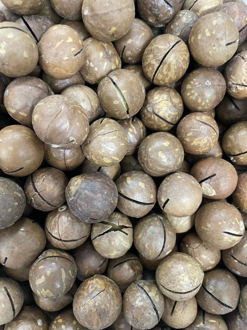 夏威夷果各种电商货大量现货接代发