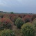 苗圃大量出售冠幅100-180厘米红叶石楠球