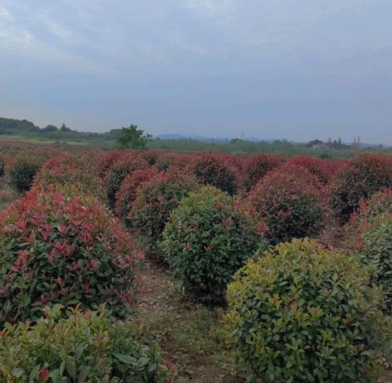苗圃大量出售冠幅100-180厘米红叶石楠球