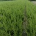 苗圃大量出售冠幅100-180厘米红叶石楠球