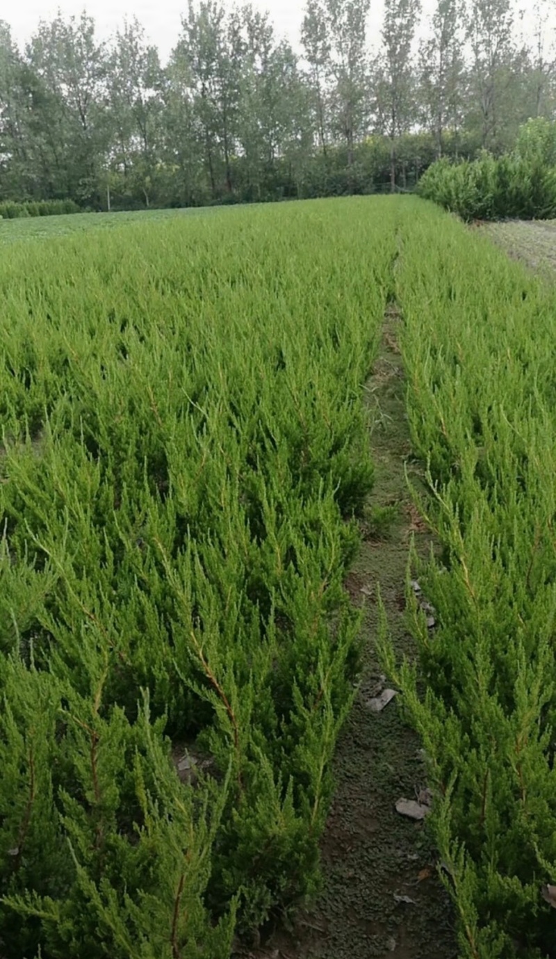 苗圃大量出售冠幅100-180厘米红叶石楠球