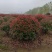 苗圃大量出售冠幅100-180厘米红叶石楠球