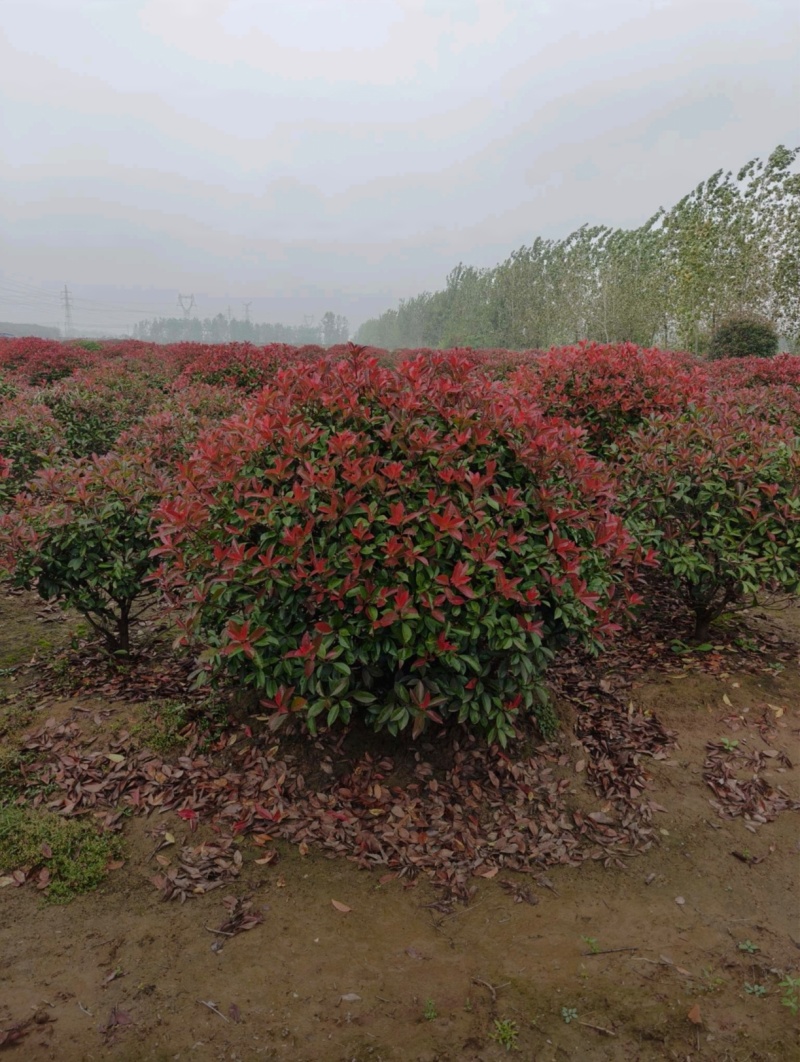 苗圃大量出售冠幅100-180厘米红叶石楠球