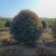 苗圃大量出售冠幅100-180厘米红叶石楠球
