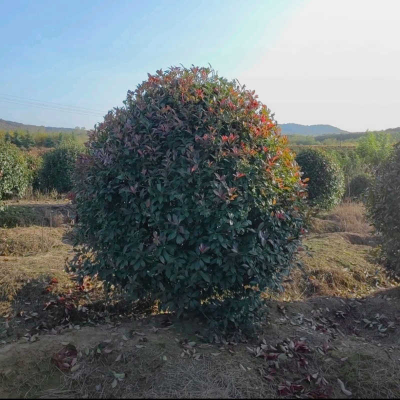 苗圃大量出售冠幅100-180厘米红叶石楠球