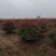 苗圃大量出售冠幅100-180厘米红叶石楠球
