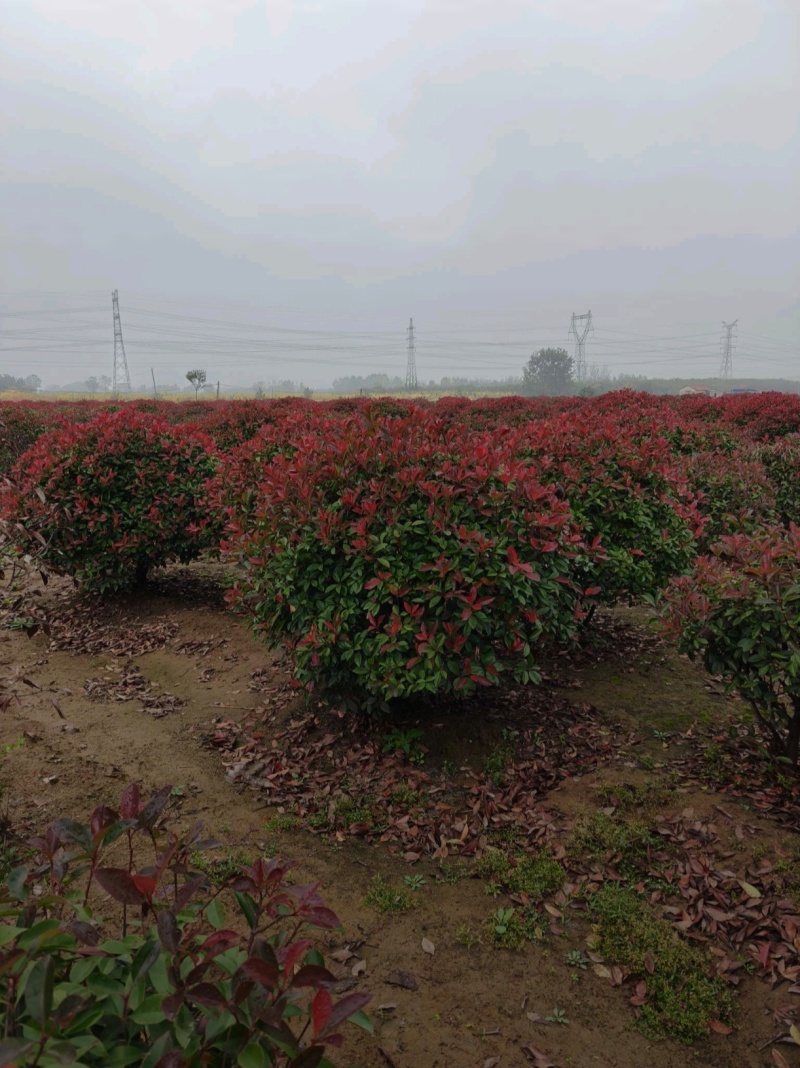 苗圃大量出售冠幅100-180厘米红叶石楠球