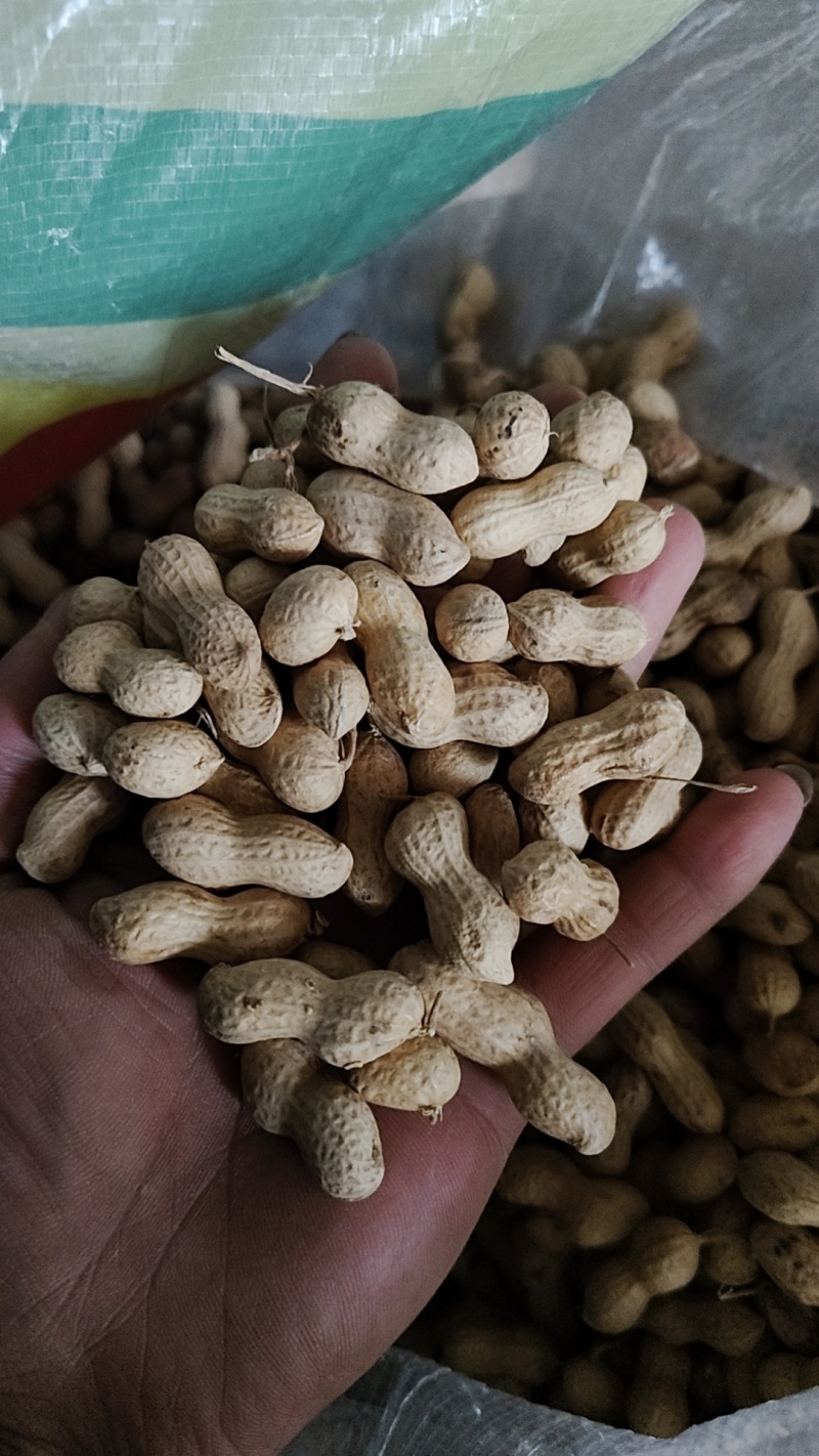 小珍珠地锅柴小日本原味炒花生电商超市大量供应厂家