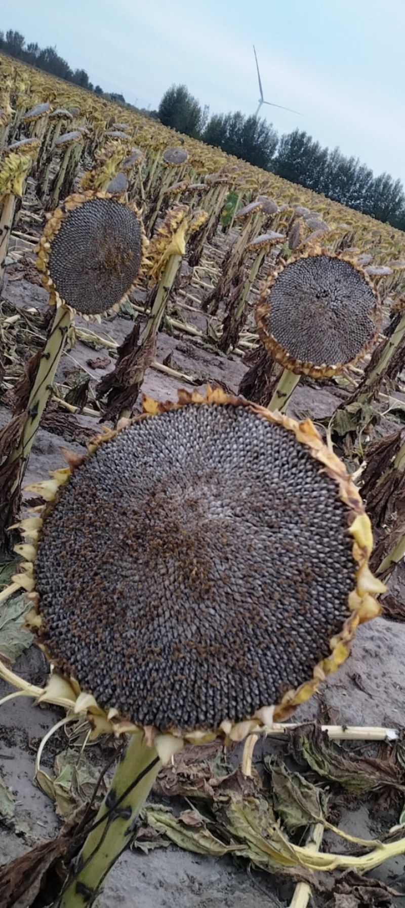 嘉粒仓9号葵花