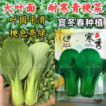 耐寒青菜种子寒秀耐低温露地越冬大叶面圆叶青梗菜冬春蔬菜种