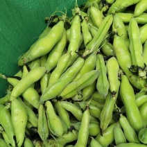 云南蚕豆大量有货品质保障价格实惠欢迎联系
