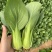 耐寒青菜种子寒秀耐低温露地越冬大叶面圆叶青梗菜冬春蔬菜种