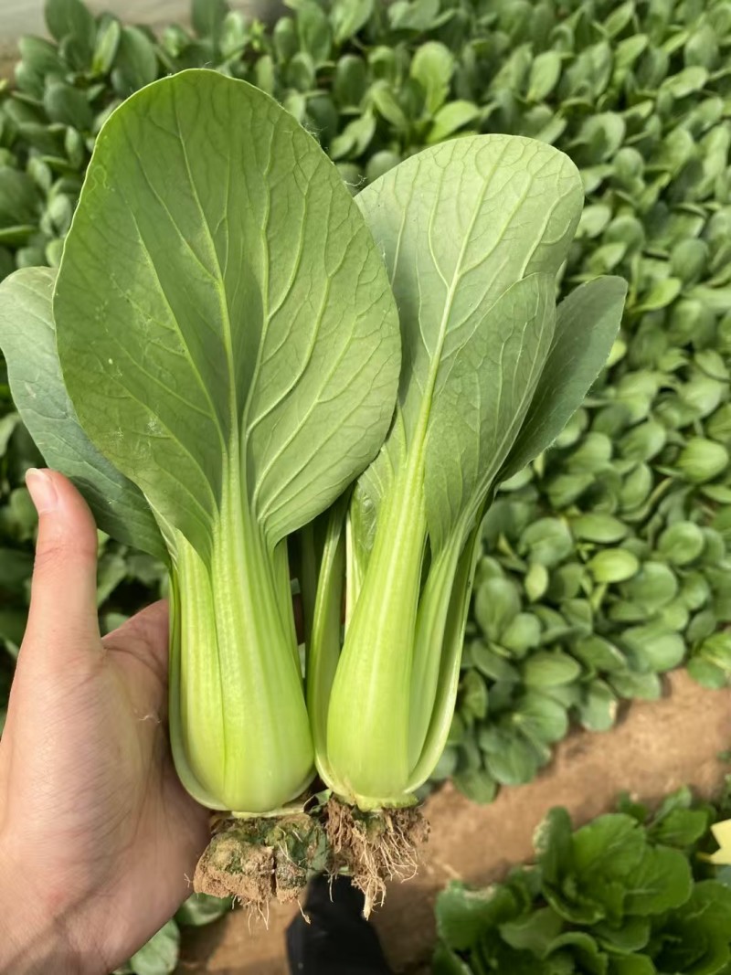 耐寒青菜种子寒秀耐低温露地越冬大叶面圆叶青梗菜冬春蔬菜种