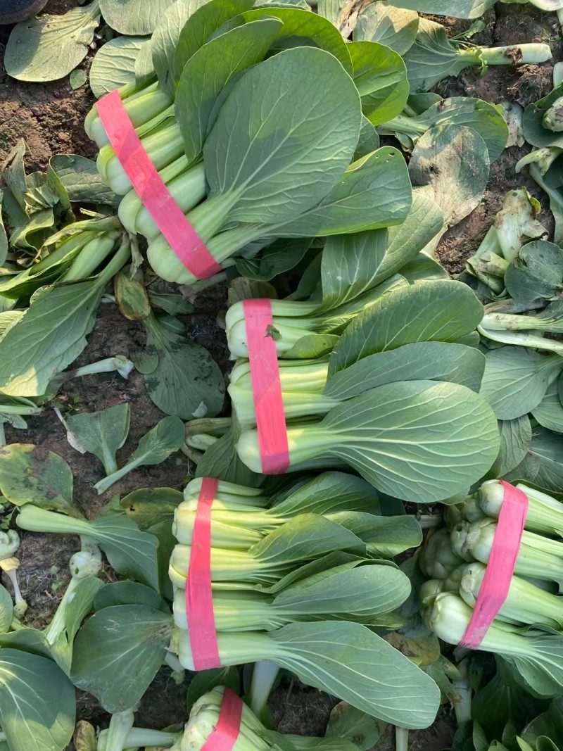 耐寒青菜种子寒秀耐低温露地越冬大叶面圆叶青梗菜冬春蔬菜种