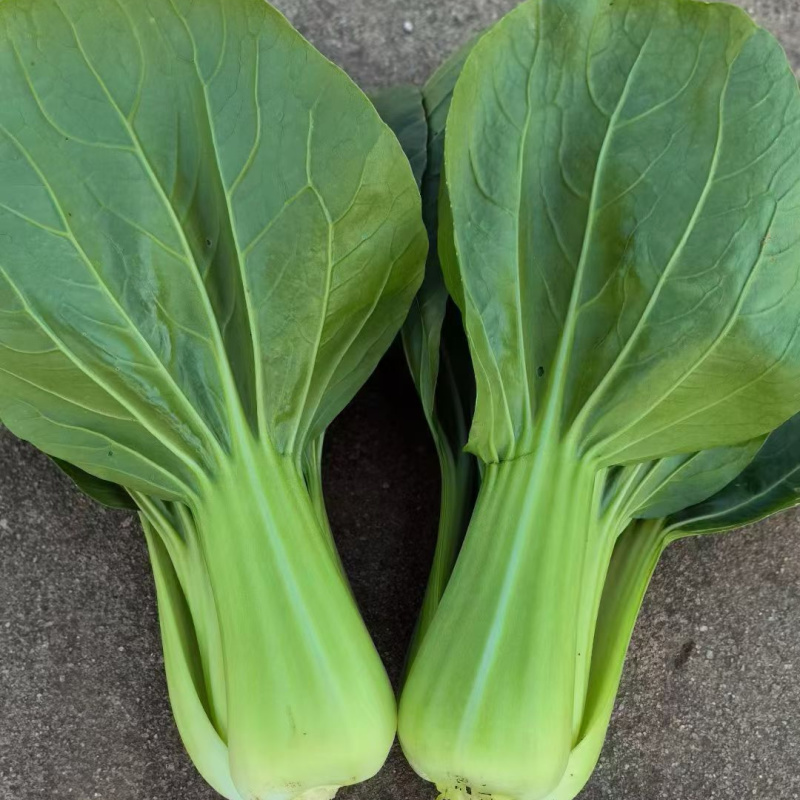 耐寒青菜种子寒秀耐低温露地越冬大叶面圆叶青梗菜冬春蔬菜种