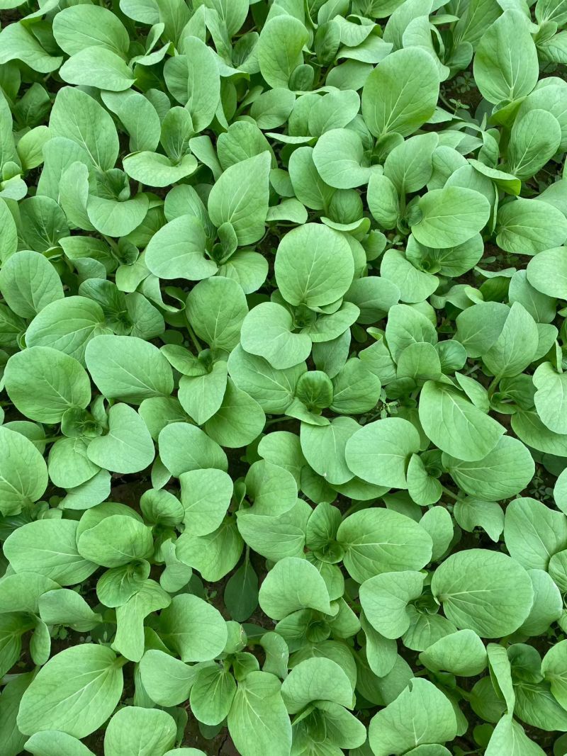 耐寒青菜种子寒秀耐低温露地越冬大叶面圆叶青梗菜冬春蔬菜种