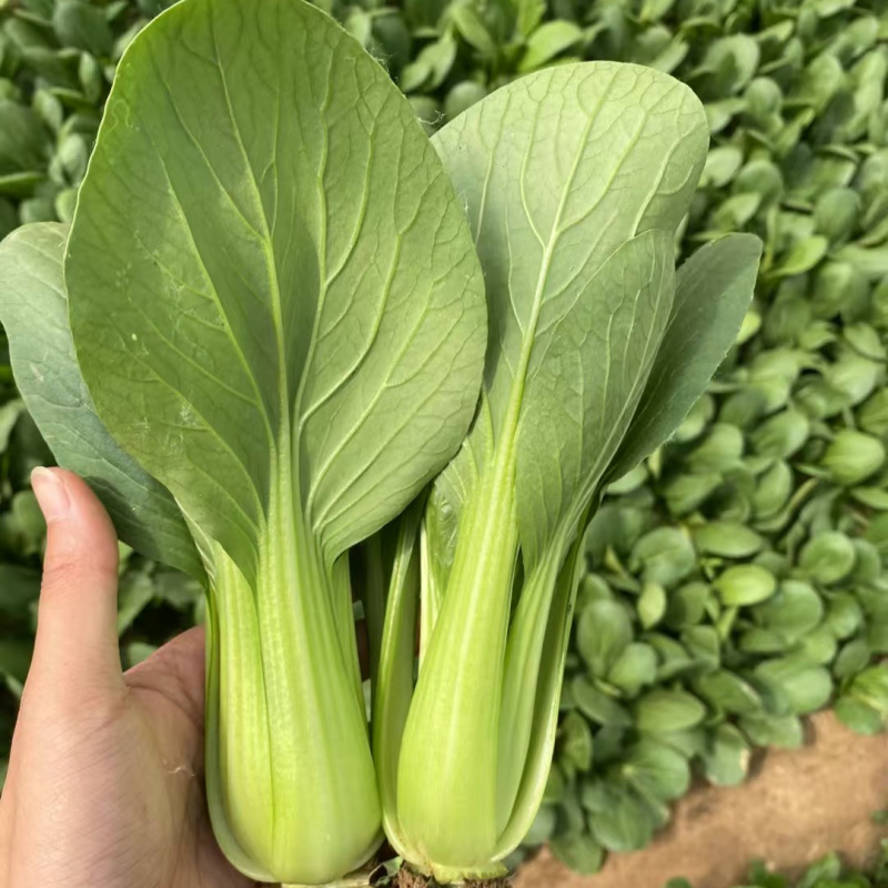 耐寒青菜种子寒秀耐低温露地越冬大叶面圆叶青梗菜冬春蔬菜种