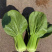 耐寒青菜种子寒秀耐低温露地越冬大叶面圆叶青梗菜冬春蔬菜种