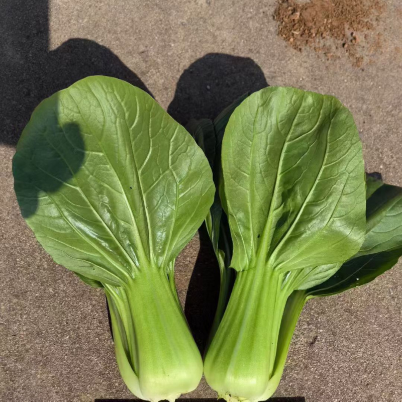 耐寒青菜种子寒秀耐低温露地越冬大叶面圆叶青梗菜冬春蔬菜种
