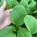 耐寒青菜种子寒秀耐低温露地越冬大叶面圆叶青梗菜冬春蔬菜种