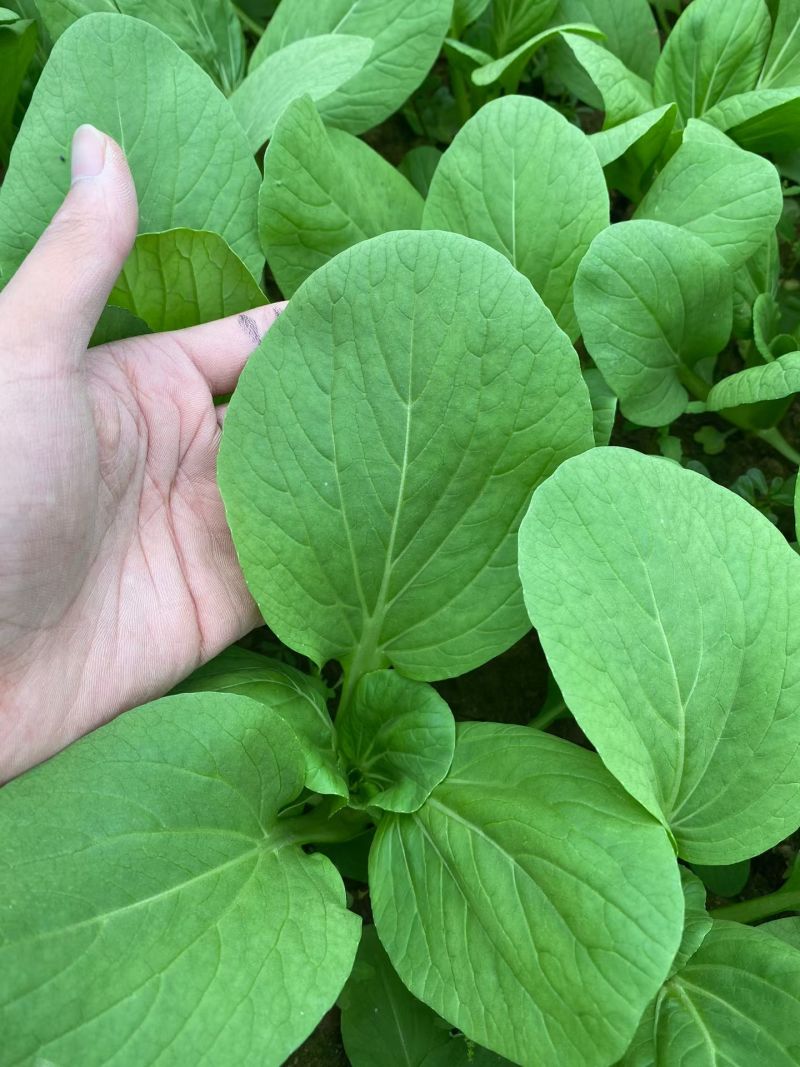 耐寒青菜种子寒秀耐低温露地越冬大叶面圆叶青梗菜冬春蔬菜种