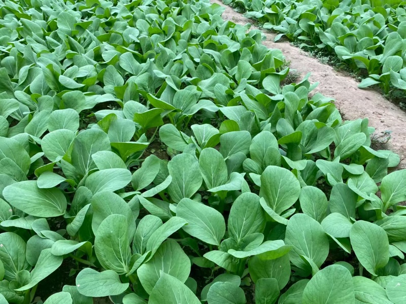 耐寒青菜种子寒秀耐低温露地越冬大叶面圆叶青梗菜冬春蔬菜种
