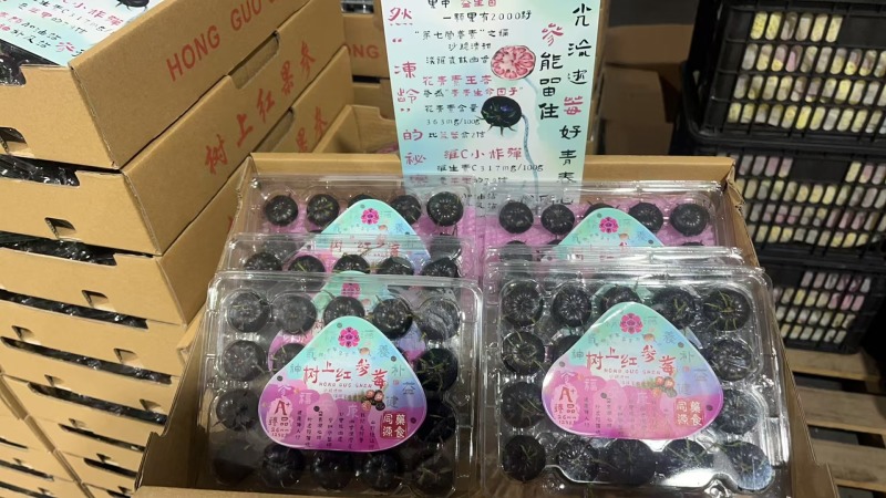 马关红果参种植基地500亩大量供应商超市场