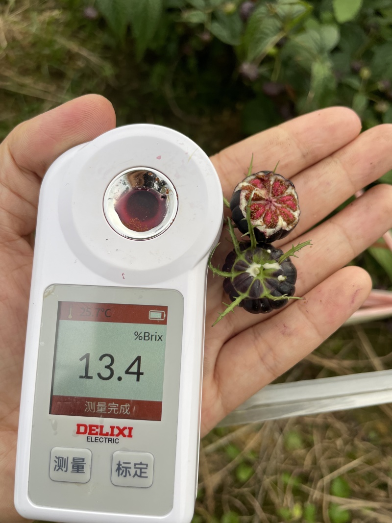 马关红果参种植基地500亩大量供应商超市场