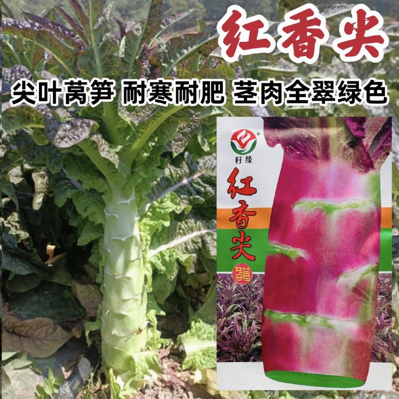 红香尖莴笋种子四川红叶莴笋绿肉莴苣种子耐寒香莴笋种籽