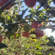 云南省昭通市苹果洒鱼201，苹果/昭通苹果/诚信为本，